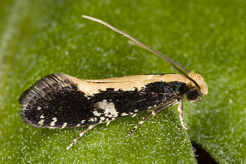 Monopis obviella